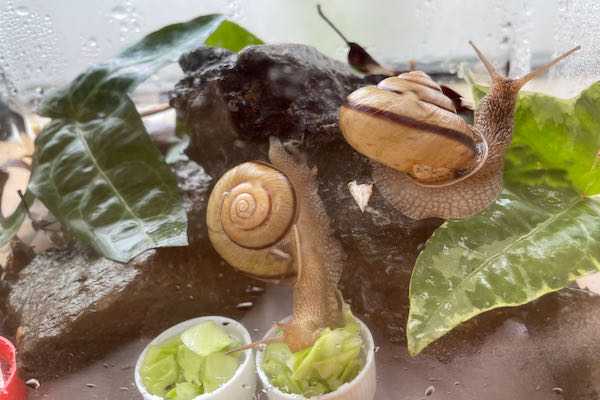 生き物とのふれあい